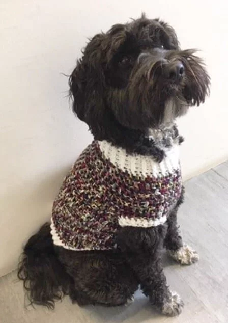 a dog is wearing a sweater