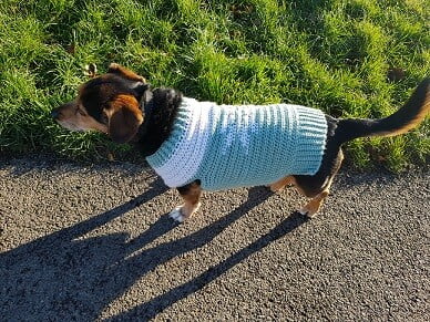 mixed breed dog on a common wearing a crochet dog sweater in green and white