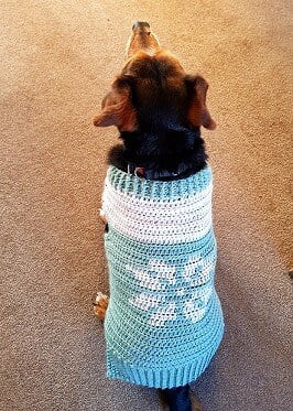 mixed breed dog wearing a sweater crocheted in green and white with a snowflake on the back