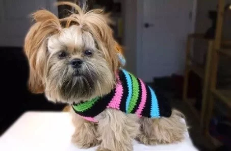 small dog in a striped crochet dog sweater