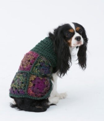 King Charles spaniel wearing a dog sweater made from granny squares