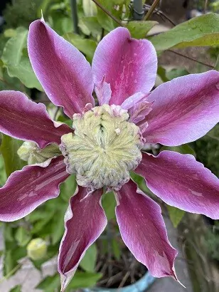 Josephine Clematis flower in purple and white