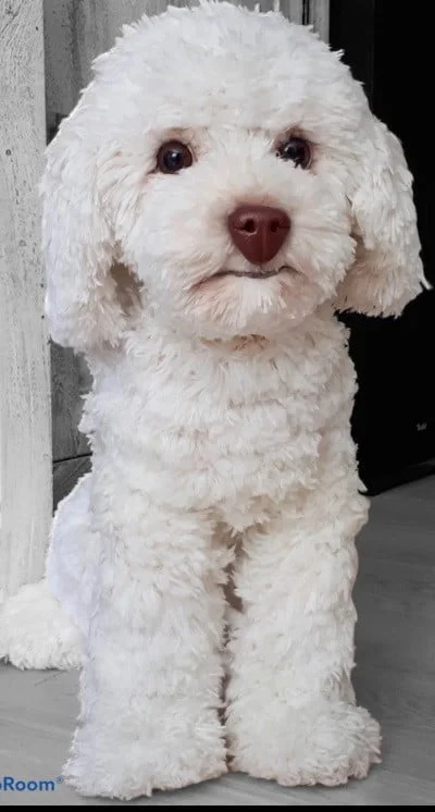 A Doodle dog crocheted in white is sat in a doorway
