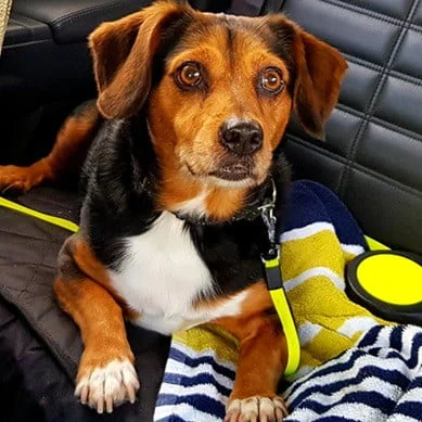 A dog is sat on a car seat with his paw on a yellow and blue towel